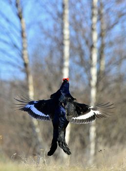 Lekking Black Grouse ( Lyrurus tetrix). Early morning. Sunrise 