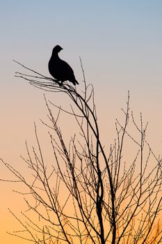 Silhouette of Lekking Black Grouse ( Lyrurus tetrix) against the dawn sky. Early morning Backlight. Sunrise  