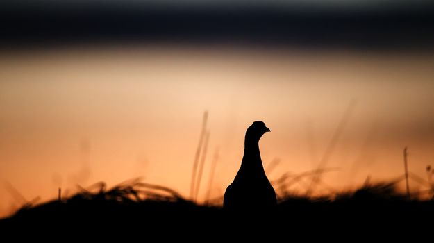 Silhouette of Lekking Black Grouse ( Lyrurus tetrix) against the dawn sky. Early morning Backlight. Sunrise  