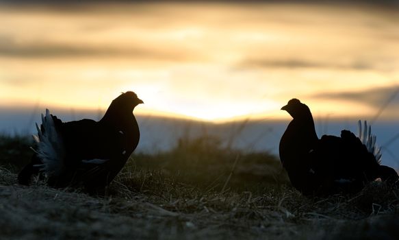 Silhouette of Lekking Black Grouse ( Lyrurus tetrix) against the dawn sky. Early morning Backlight. Sunrise  