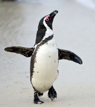 Walking African penguin (spheniscus demersus) at the Beach. South Africa 