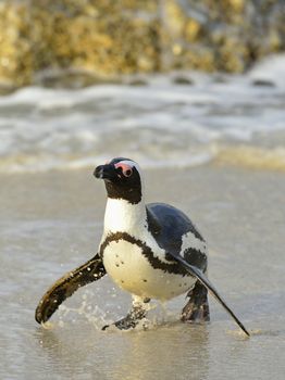 Walking African penguin (spheniscus demersus) at the Beach. South Africa 