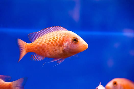 Photo of aulonocara fish in blue water