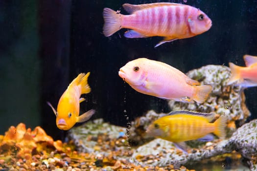 Photo of aulonocara fish in blue water