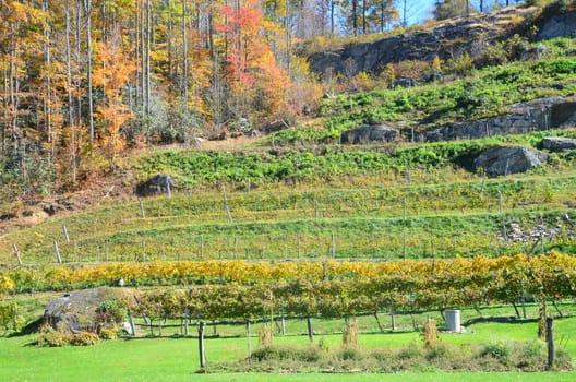 Fall in the mountains of North Carolina. Grape vines on the hill.