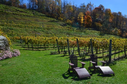 View of a vineyard on the hill in the mountains of North Carolina.