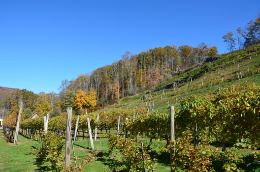 Grapes on the vine in the mountains of North Carolina