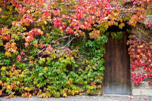 wooden door and the walls are covered with ivy.