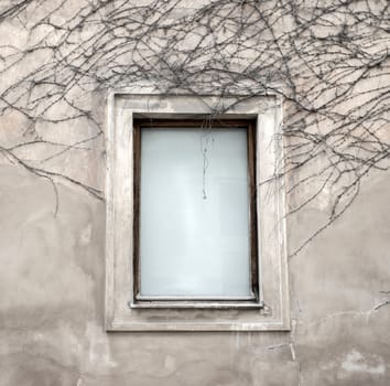 a window and dried vine