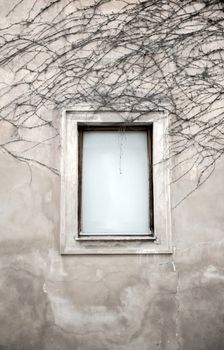 a window and dried vine