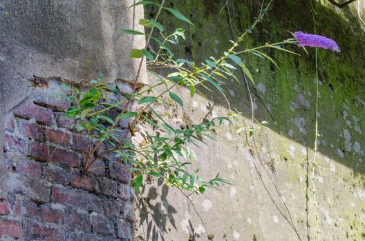 
A beautiful structure of an old wall from which a tree grows.