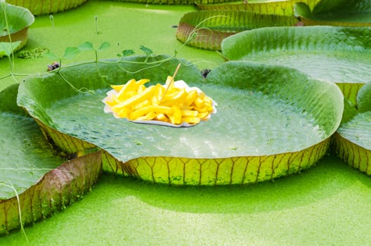 Fun, photo montage, lily pad with french fries