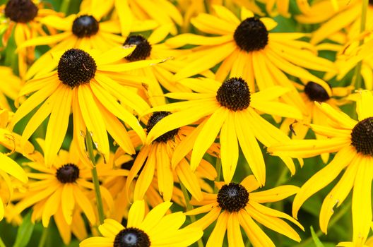 Gerbera, The Daisy, Gäseblümchen, Marguerite has many names and belongs to the genus of the daisy family.