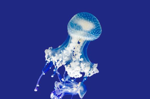A jellyfish fluorescent in the dark water build. Nature recording. Nice background image. 
There are many different jellyfish species.