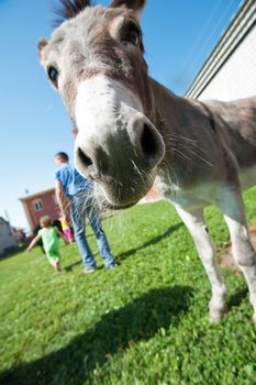 Donkey closeup portrait in sunny day