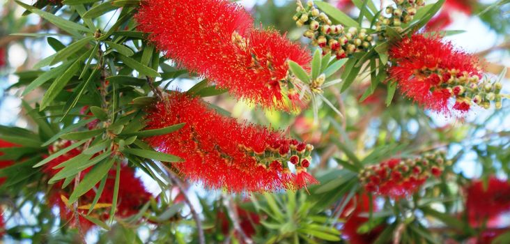 Nice red and green flowers, macro photo in park