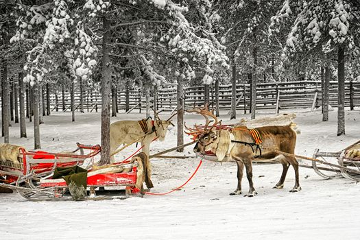 Two reindeers with sledges in winter arctic forest