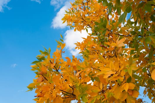 red and orange leafes with a cloudy blue sky