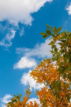 red and orange leafes with a cloudy blue sky