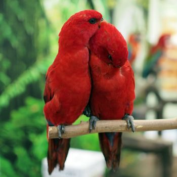 closeup of beautiful eclectus parrot