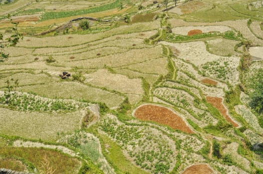 Amazing view of Nepalese terraced fields from above