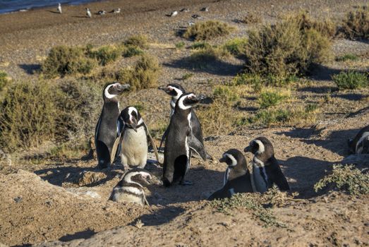 Female Magellanic penguins on the beach in south America   