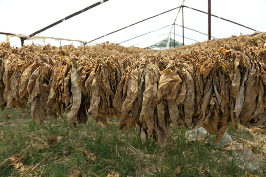 Tobacco leaves hung up to dry. Nicotiana tabacum.
