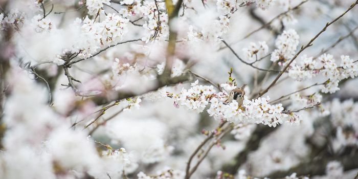 Japanese white flower and little bird