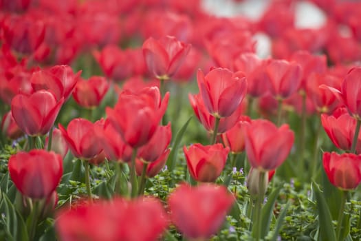 poppy flowers on a meadow