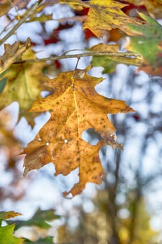 Collection of Beautiful Colorful Autumn Leaves 