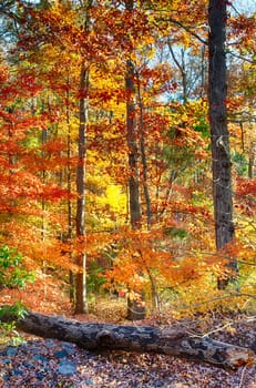 Collection of Beautiful Colorful Autumn Leaves 