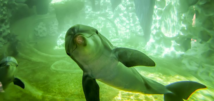 dolphin poses for camera