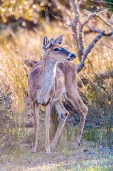 white tailed deer portrait