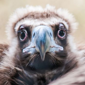 Face portrait of a Cinereous Vulture (Aegypius monachus) is also known as the Black Vulture