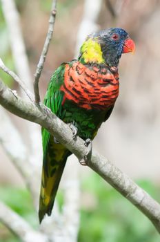 rainbow lorikeet parrot on branch 