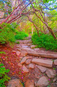 Craggy Garden Trail on an autumn day