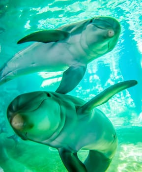 dolphin posing for camera underwater