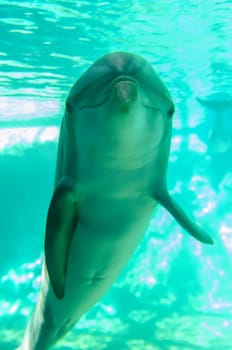 dolphin posing for camera underwater