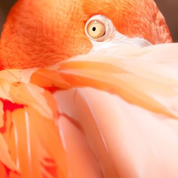 pink flamingo closeup