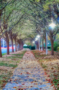 Autumnal alley in the park along the road