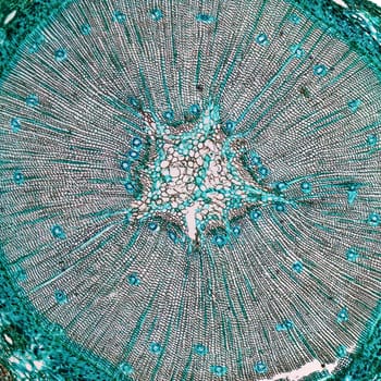 High resolution light photomicrograph of pine tree wood cross section seen through a microscope