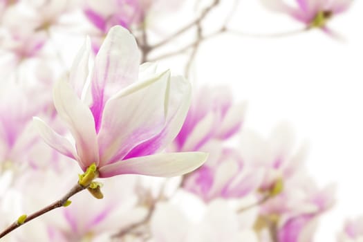 Picture of magnolia flowers with bright background