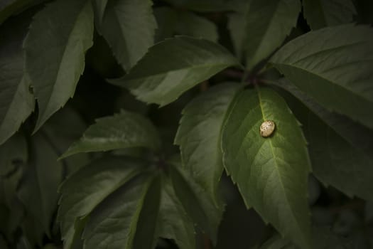 Sleeping snail on a leaf, with dark background.