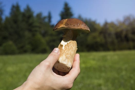 Hand holding a mushroom with a nature background behind.