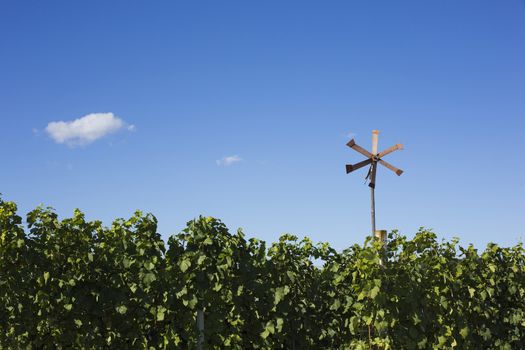 vineyard with a klopotec, similar to windmill, it is used as a birs scarer in vinyards. It is one of the symbols of Slovenia.
