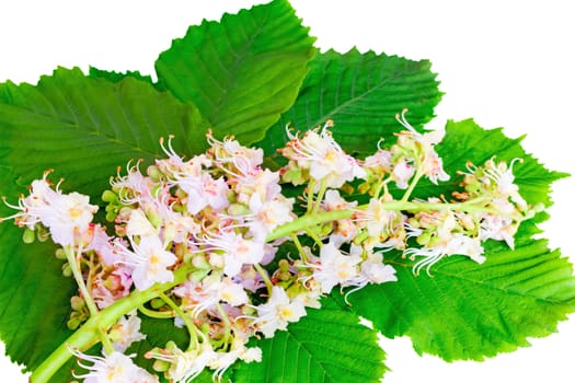 Flowers of chestnut and green leaves. Presented on a white background.