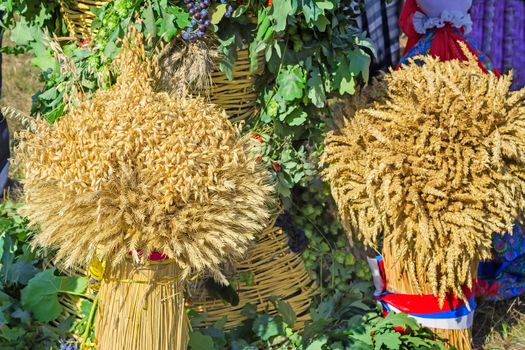 Two large sheaf of wheat , barley represented as an element of the decorations on the harvest festival.