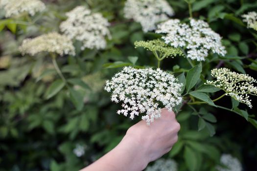 Lovley white sambucus being picked with a girl hand