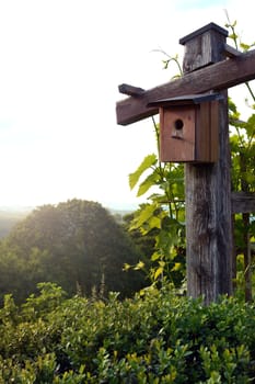 Bird house in natural habitat.