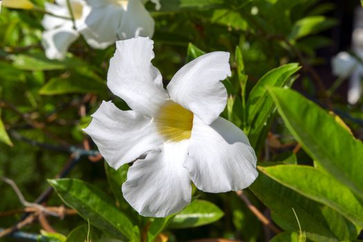 White Allamanda Flower in the Garden, Thailand.